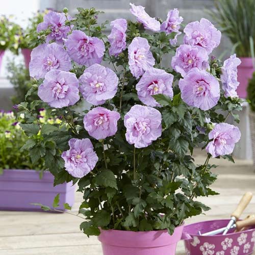 Hibiscus Lavender Chiffon articol fotografie 1 Hibiscus Lavender Chiffon imagine 1 articol 9520