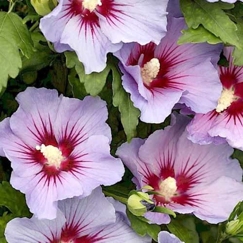 Hibiscus Marina imagine 1 articol 4723