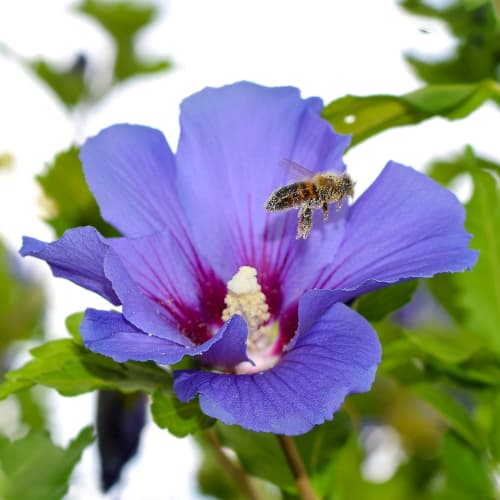 Hibiscus Oiseau Blue, P9 articol fotografie 1 Hibiscus Oiseau Blue, P9 imagine 1 articol 4047