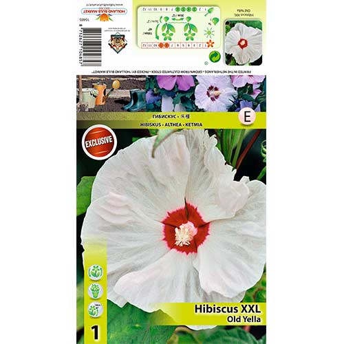 Hibiscus Old Yella imagine 1 articol 70416