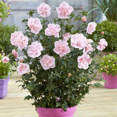 Hibiscus Pink Chiffon articol fotografie 1 Hibiscus Pink Chiffon imagine 1 articol 76644