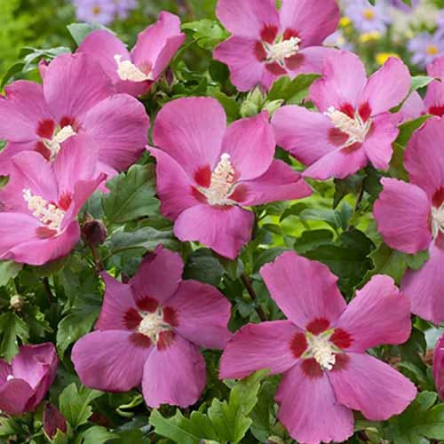 Hibiscus Russian Violet imagine 1 articol 4726