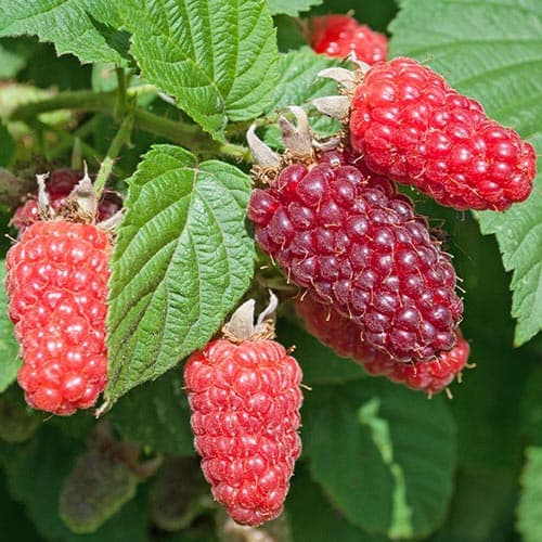 Hibrid de mure și zmeură Buckingham imagine 1 articol 4912