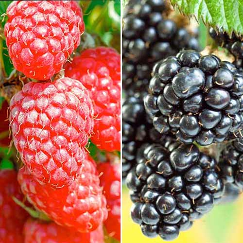 Oferta speciala! Mur si Zmeur Duet, set de 2 soiuri imagine 1 articol 7643