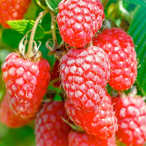 Hibrid de mure și zmeură Gigant, Р9 imagine 1 articol 7511