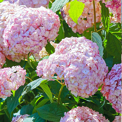Hortensia arborescens Candybelle Bubblegum articol fotografie 1 Hortensia arborescens Candybelle Bubblegum imagine 1 articol 3991