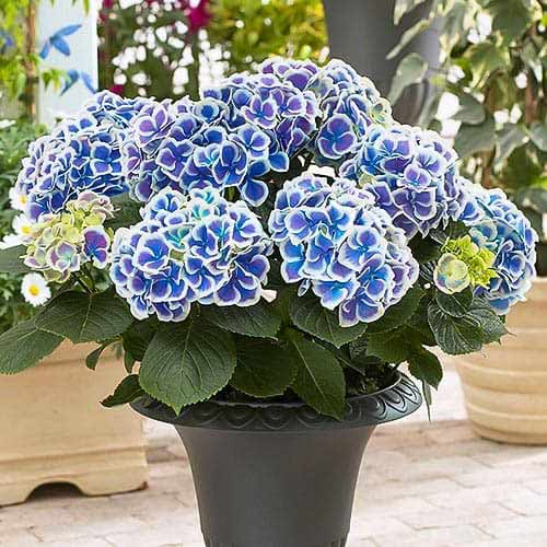 Hortensia Blue & White Bicolor articol fotografie 1 Hortensia Blue & White Bicolor imagine 1 articol 76695
