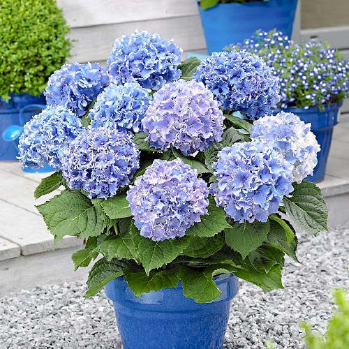 Hortensia macrophylla Blue articol fotografie 1 Hortensia macrophylla Blue imagine 1 articol 9175