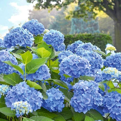 Hortensia macrophylla Blue Bodensee articol fotografie 1 Hortensia macrophylla Blue Bodensee imagine 1 articol 9028