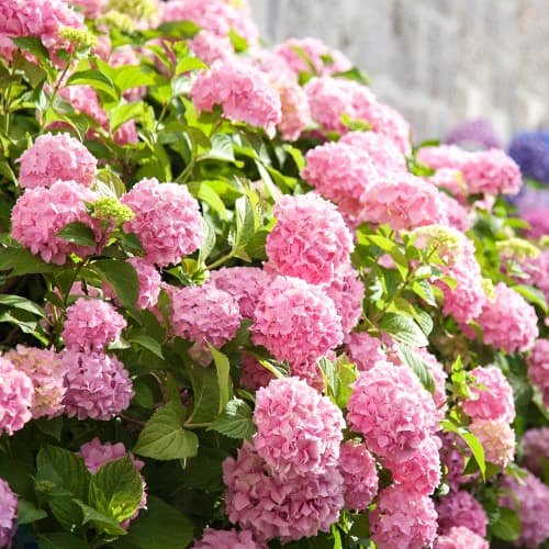 Hortensia macrophylla Bouquet Rose, P9 imagine 1 articol 9030