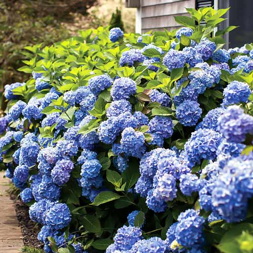 Hortensia macrophylla Endless Summer articol fotografie 1 Hortensia macrophylla Endless Summer imagine 1 articol 9125