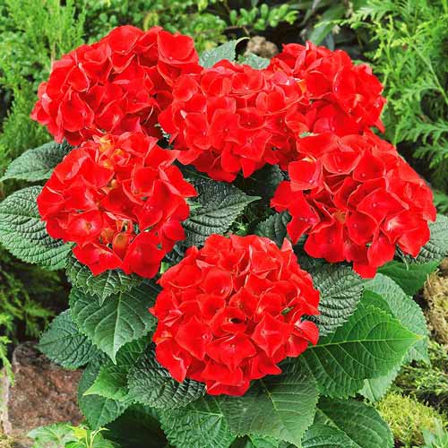 Hortensia macrophylla Fiery beauty articol fotografie 1 Hortensia macrophylla Fiery beauty imagine 1 articol 9126