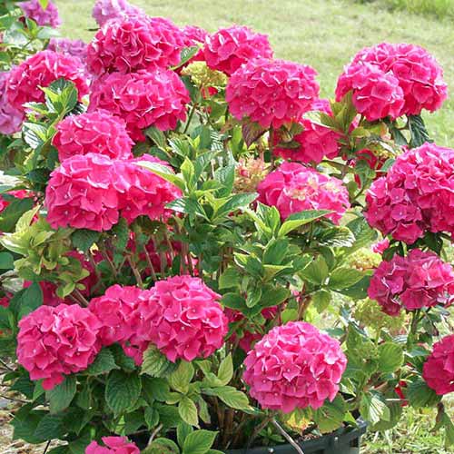 Hortensia macrophylla Glowing Embers articol fotografie 1 Hortensia macrophylla Glowing Embers imagine 1 articol 4446