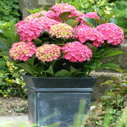 Hortensia macrophylla Hornli articol fotografie 1 Hortensia macrophylla Hornli imagine 1 articol 4052