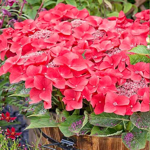 Hortensia macrophylla Kardinal articol fotografie 1 Hortensia macrophylla Kardinal imagine 1 articol 4447