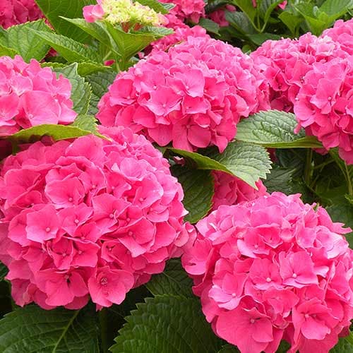 Hortensia macrophylla Masja imagine 1 articol 4728