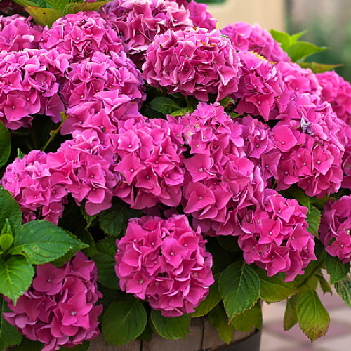 Hortensia macrophylla Pink wonder articol fotografie 1 Hortensia macrophylla Pink wonder imagine 1 articol 9128