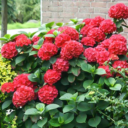 Hortensia macrophylla Red Miss Hepburn, P9 articol fotografie 1 Hortensia macrophylla Red Miss Hepburn, P9 imagine 1 articol 9032