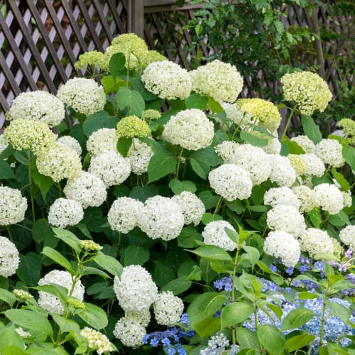 Hortensia arborescens Annabelle, P9 imagine 1 articol 9025