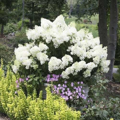 Hortensia paniculată Bobo PBR, C3 articol fotografie 1 Hortensia paniculată Bobo PBR, C3 imagine 1 articol 8541