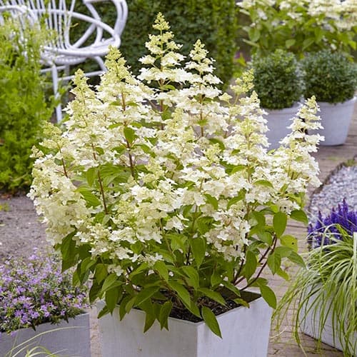 Hortensia paniculată Confetti articol fotografie 1 Hortensia paniculată Confetti imagine 1 articol 5087