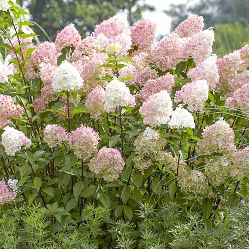 Hortensia paniculată Diamantino articol fotografie 1 Hortensia paniculată Diamantino imagine 1 articol 3918