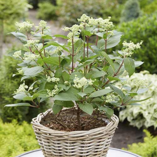 Hortensia paniculată Early Harry PBR, C3 imagine 1 articol 8542