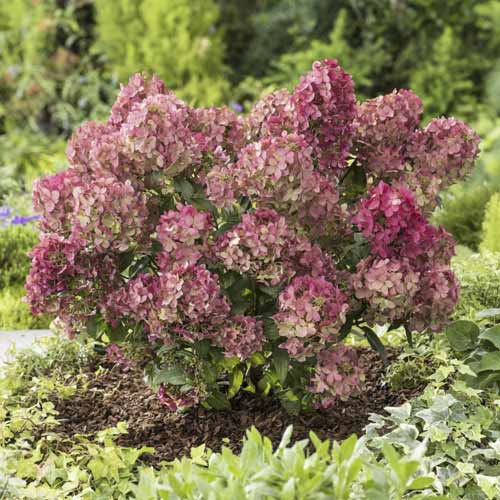 Hortensia paniculată Great star ®, C7,5 articol fotografie 1 Hortensia paniculată Great star ®, C7,5 imagine 1 articol 7720