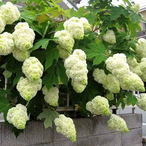 Hortensia quercifolia Harmony imagine 1 articol 9027
