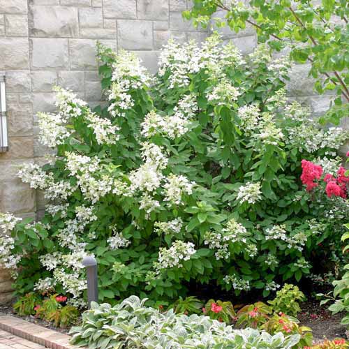 Hortensia paniculată Levana articol fotografie 1 Hortensia paniculată Levana imagine 1 articol 4055