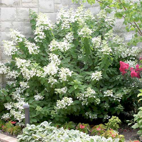 Hortensia paniculată Levona articol fotografie 1 Hortensia paniculată Levona imagine 1 articol 3915