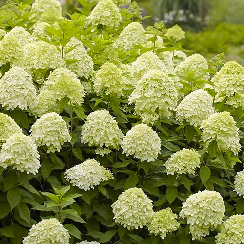 Hortensia paniculata Limelight articol fotografie 1 Hortensia paniculata Limelight imagine 1 articol 9129