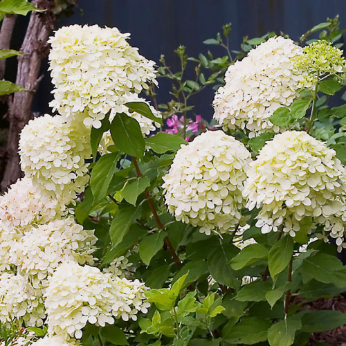 Hortensia paniculată Little Lime imagine 1 articol 9042