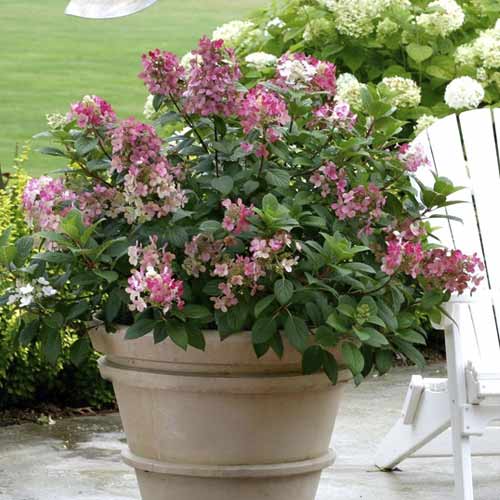 Hortensia paniculată Little Quick Fire PBR, C3 imagine 1 articol 8544