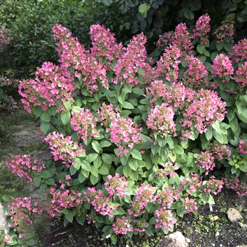 Hortensia paniculată Magical Fire PBR, C3 imagine 1 articol 8546