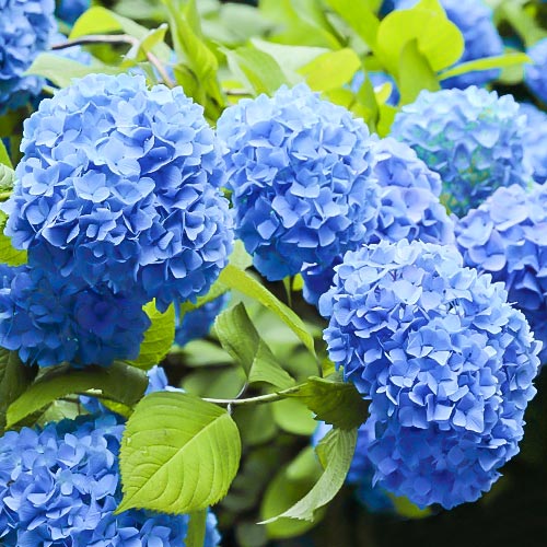 Hortensia macrophylla Nikko Blue, P9 articol fotografie 1 Hortensia macrophylla Nikko Blue, P9 imagine 1 articol 9031