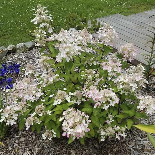 Hortensia paniculată Pastelgreen ®, C7,5 articol fotografie 1 Hortensia paniculată Pastelgreen ®, C7,5 imagine 1 articol 7721