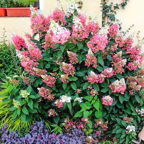 Hortensia paniculată Pink imagine 1 articol 4741