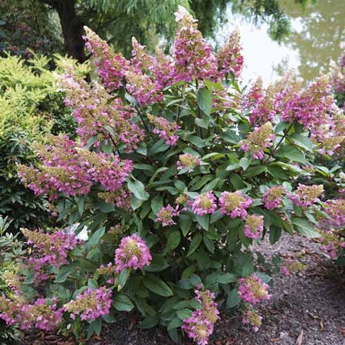 Hortensia paniculată Pinky Winky ® PBR, C7,5 articol fotografie 1 Hortensia paniculată Pinky Winky ® PBR, C7,5 imagine 1 articol 8548