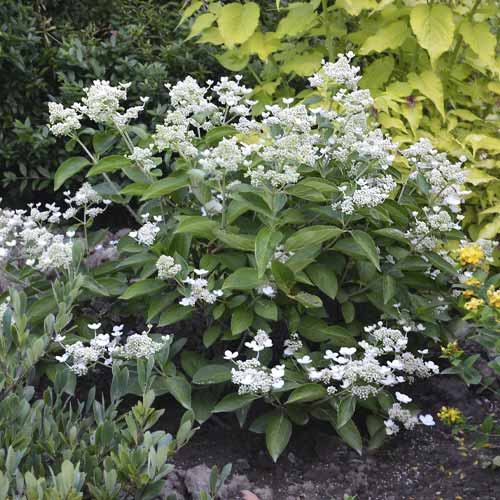 Hortensia paniculată Prim White ® PBR, C3 imagine 1 articol 8549