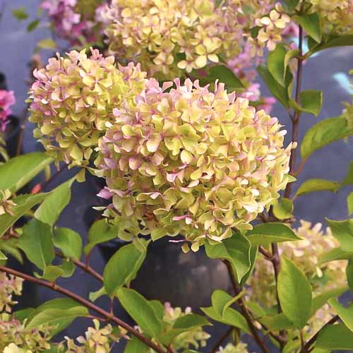 Hortensia paniculată Romantic ace ®, C7,5 articol fotografie 1 Hortensia paniculată Romantic ace ®, C7,5 imagine 1 articol 7723