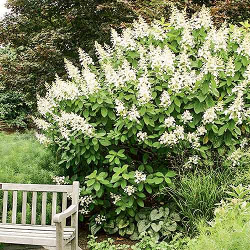 Hortensia paniculată Tardiva articol fotografie 1 Hortensia paniculată Tardiva imagine 1 articol 4057