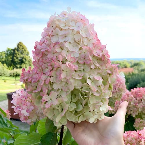 Hortensia paniculată Vanilla Fraise, P9 imagine 1 articol 4454