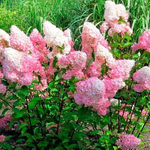 Hortensia paniculată Vanilla Fraise articol fotografie 3 Hortensia paniculată Vanilla Fraise imagine 3 articol 9038