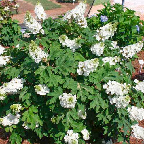 Hortensia quercifolia Jetstream imagine 1 articol 5610