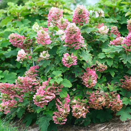 Hortensia quercifolia Ruby Slippers imagine 1 articol 5609