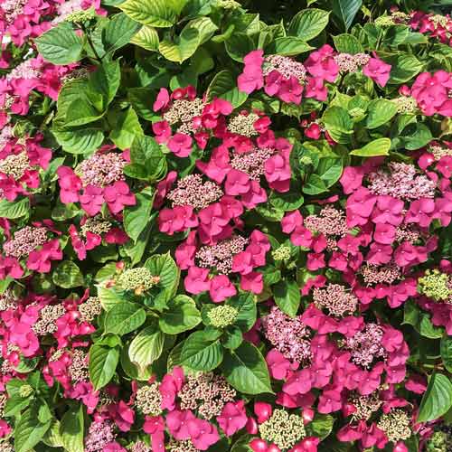 Hortensia macrophylla Rotkehlchen articol fotografie 1 Hortensia macrophylla Rotkehlchen imagine 1 articol 9035