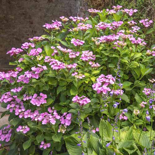 Hortensia Santiago PBR, C3 imagine 1 articol 8550