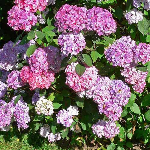 Hortensia serrata Preziosa imagine 1 articol 4058