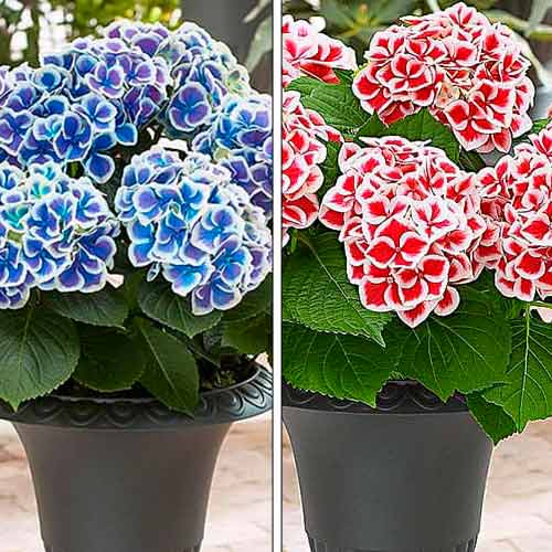 Ofertă specială! Hortensia, set de 2 soiuri imagine 1 articol 76709